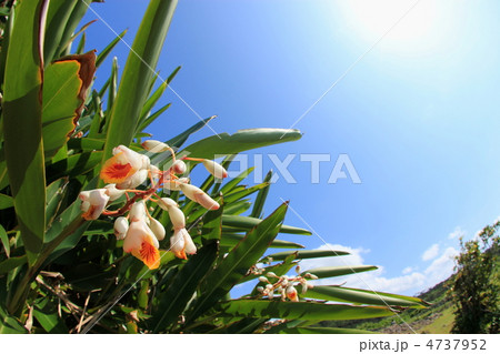 ゲットウ ゲットウ 4737952