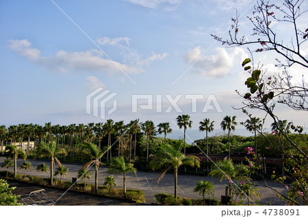 やしの木と青空 4738091