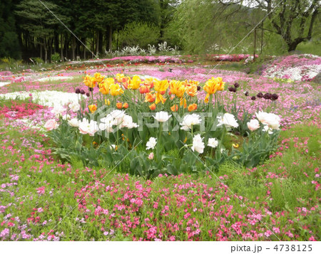 チューリップと芝桜の花畑 4738125