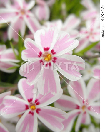 芝桜　花言葉：一筋　Phlox subulata 4738426