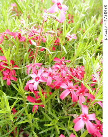 芝桜 花言葉 一筋 Phlox Subulataの写真素材