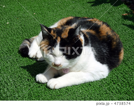 猫のチビちゃん 猫のチビちゃん 4738574