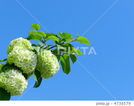 オオデマリ（大手毬） 4738579