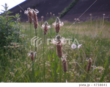 野草 4738641