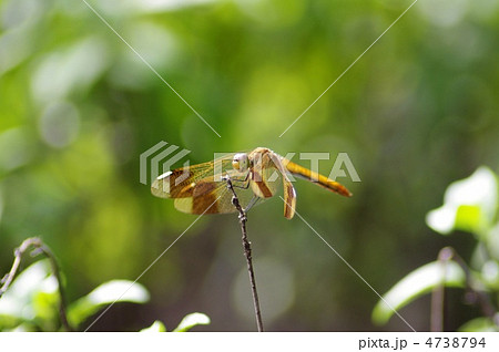 とんぼ 4738794