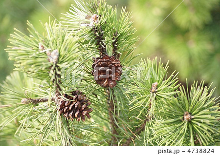 早春のまつぼっくり 4738824