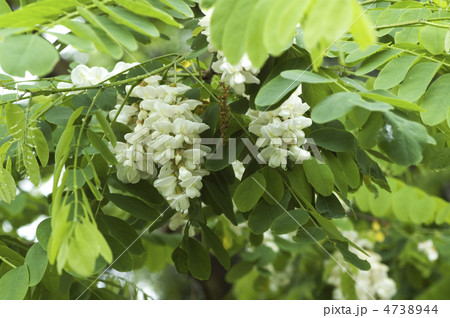 ニセアカシア 4738944
