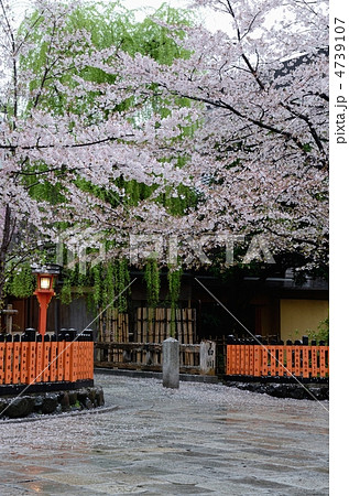桜咲く祇園白川 4739107