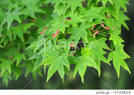 もみじの実-1 4739628