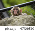 覗き込む子猿 4739630