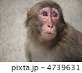 日本猿 4739631
