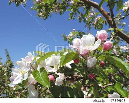 林檎の花 4739903