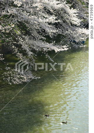 千鳥ケ淵の桜とかも 4739969
