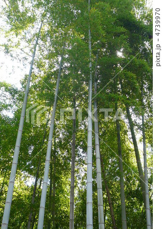 モウソウチク 4739970