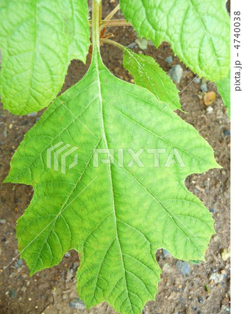 柏葉紫陽花の葉 4740038