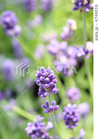 ラベンダーの蕾 4740039