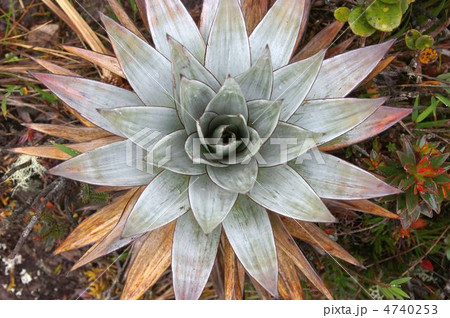 ロライマの植物 4740253
