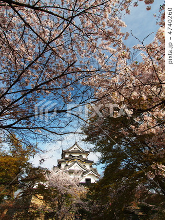 桜咲く彦根城 4740260