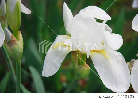 シロバナイリスの花 シロバナイリスの花 4740308