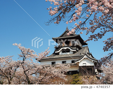 桜咲く犬山城 4740357