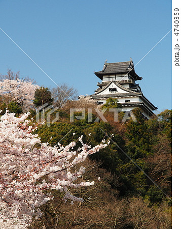 桜咲く犬山城 4740359