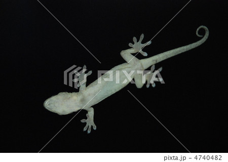 やもり やもり 4740482