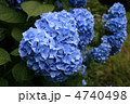 紫陽花 4740498