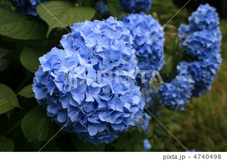紫陽花 紫陽花 4740498