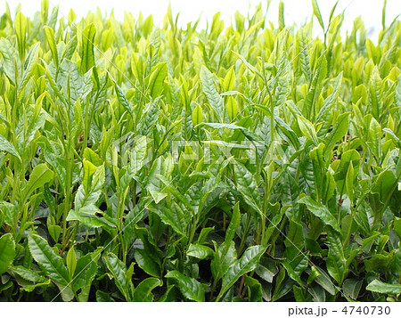 茶畑 4740730