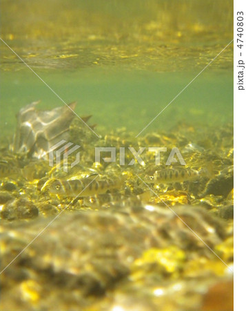 ヤマメ（サクラマス）の稚魚　 4740803