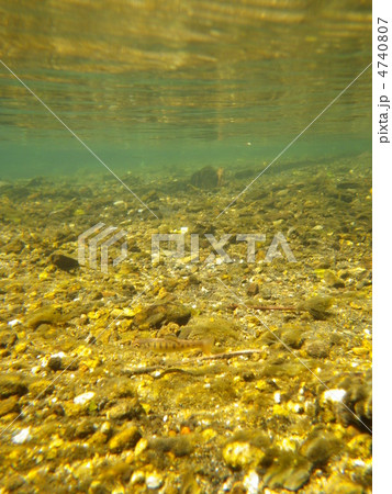 ヤマメ（サクラマス）の稚魚　 4740807