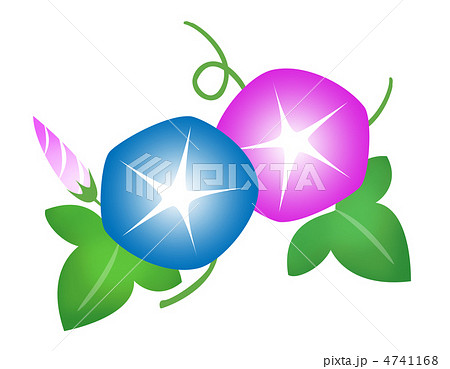 朝顔 青 のイラスト素材