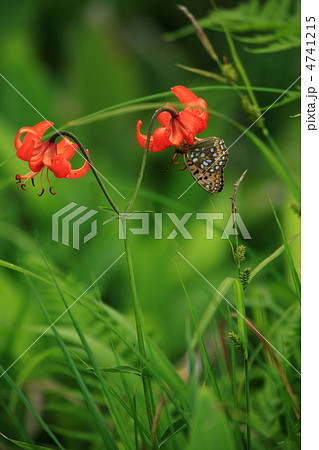 クルマユリと蝶 クルマユリと蝶 4741215