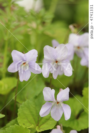 タチツボスミレ 4741331