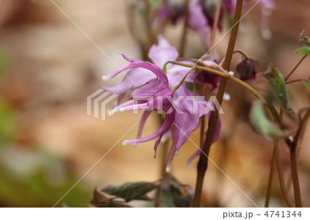 トキワイカリソウ 4741344