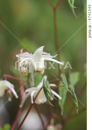 トキワイカリソウ 4741345
