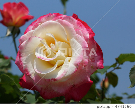 バラ　花　大輪　ダブル・デライト 4741560