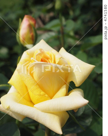バラ 光華 黄色 バラ 光華 黄色 4741580