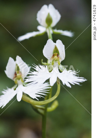サギソウ 4741629