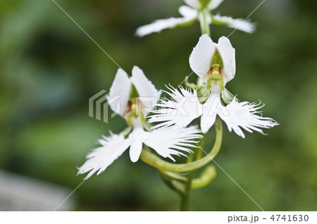 サギソウ 4741630