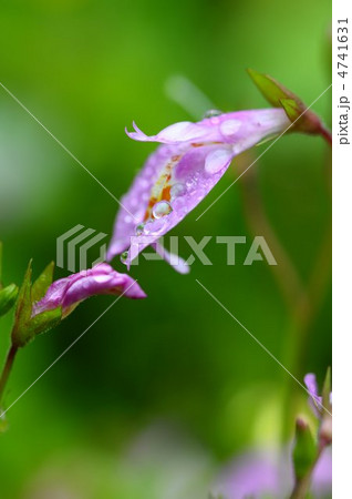 ムラサキサギゴケ 4741631