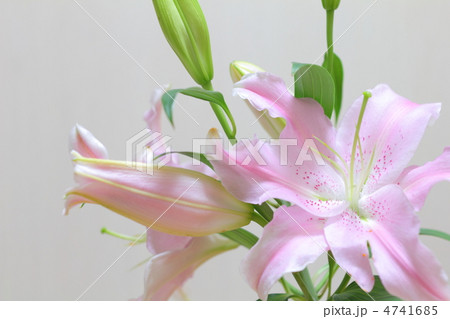 桃色のユリの花とつぼみ 桃色のユリの花とつぼみ 4741685