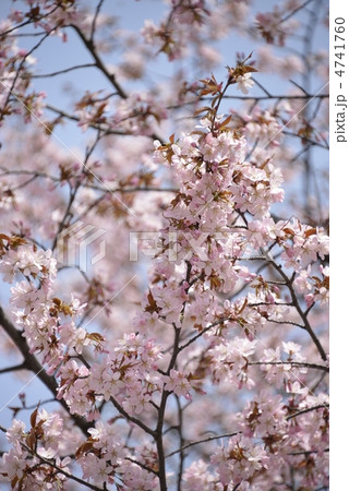 桜 桜 4741760
