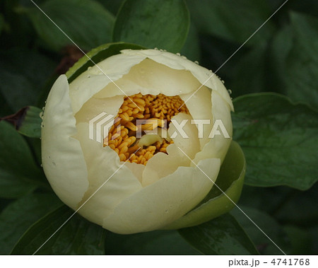 シャクヤク　蕾　ムーンライズ 4741768