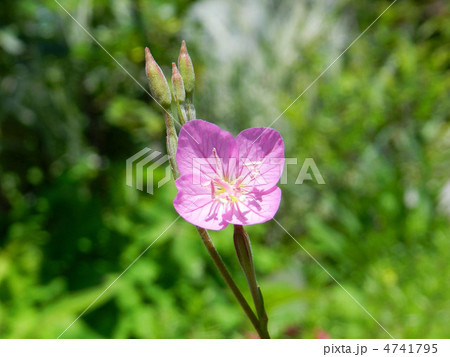 アカバナユウゲショウ（赤花夕化粧） 4741795