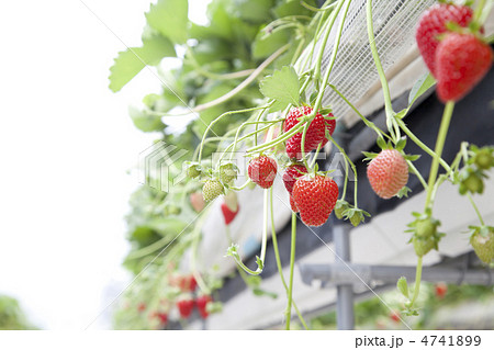苺狩り 4741899