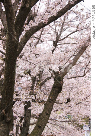 柏王神社境内の桜 4741969