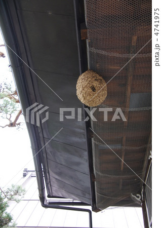 柏王神社の軒先に作ったスズメバチの巣 4741975