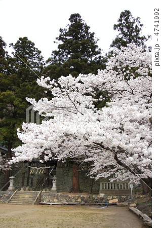 柏王神社と桜 4741992