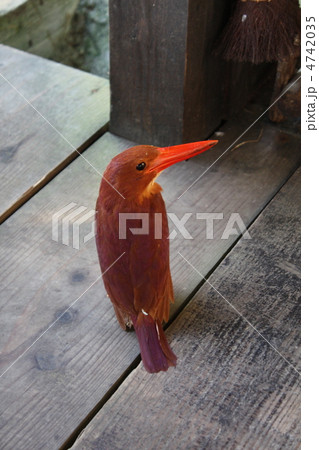 アカショウビン　赤翡翠 4742035
